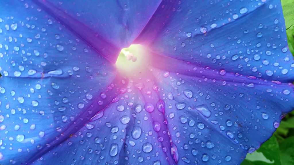 lahiru-supunchandra-dcTCA2TjOwE-unsplash