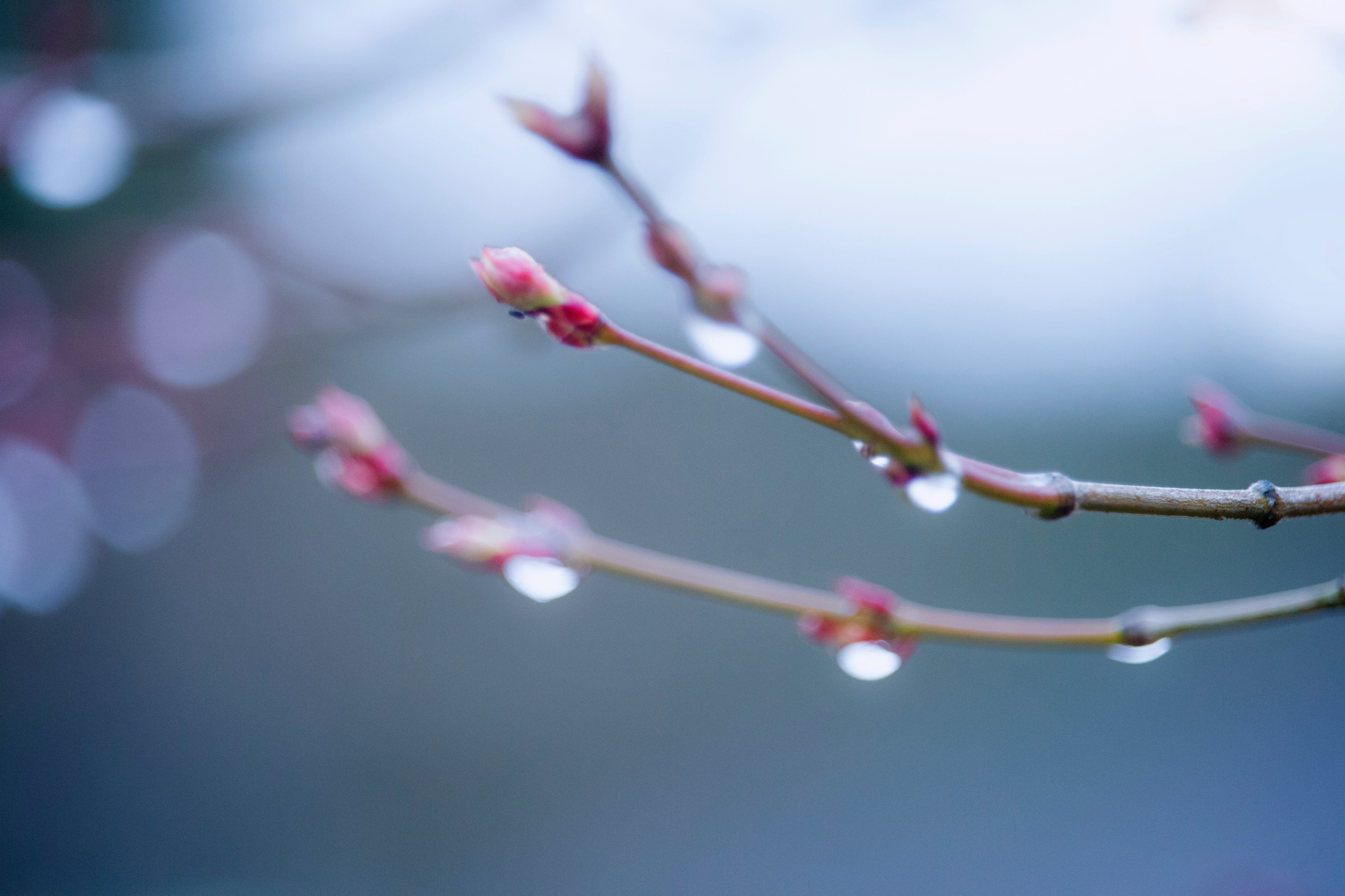tomoko-uji-chgGdgBjG0Y-unsplash