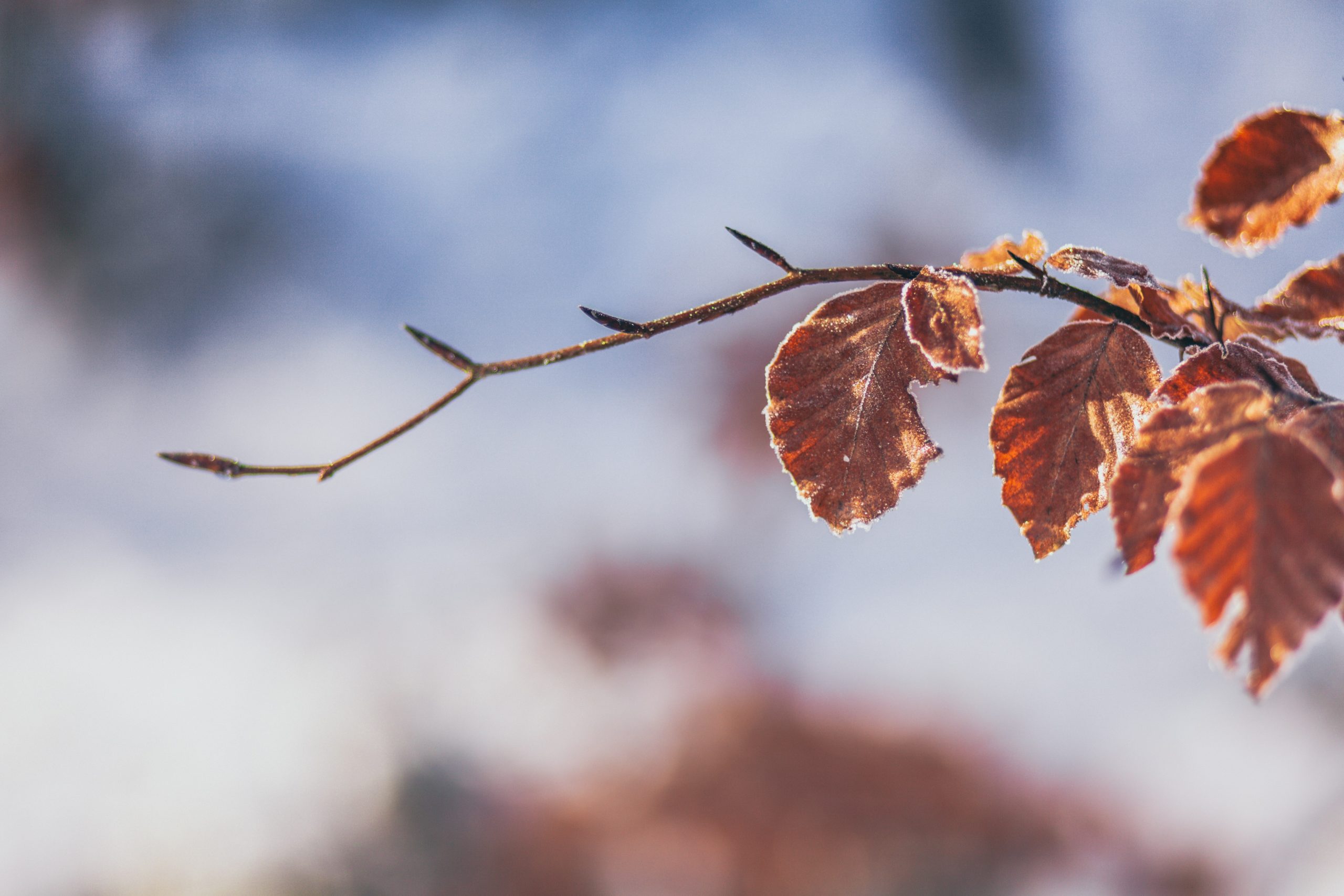 thom-holmes-3w9aalszGo0-unsplash